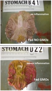 GMO-pig-intestines-inflammation