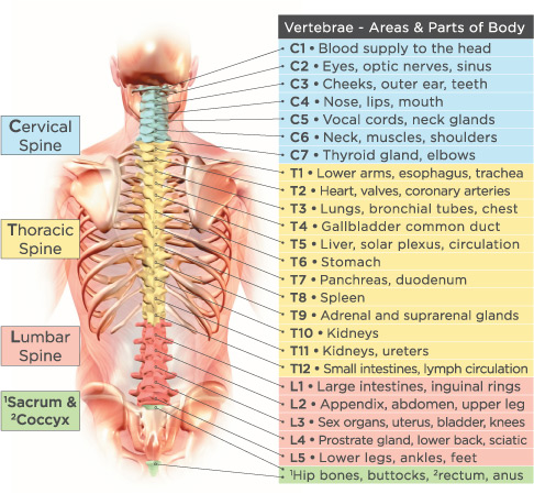 Spinal Chart Chiropractic