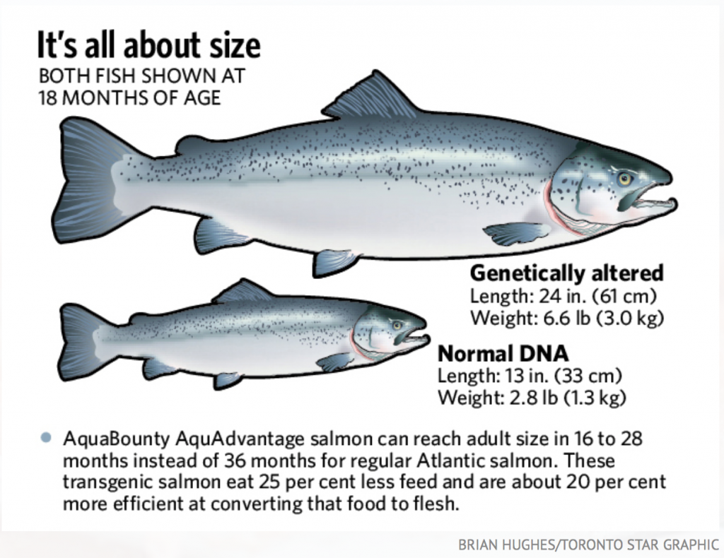Genetically Mutated Salmon Approved For Consumption According to 
