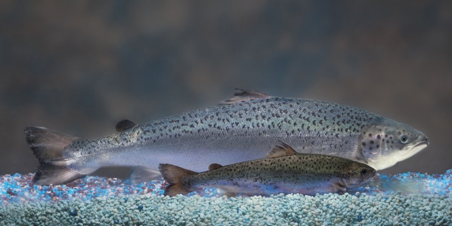 Genetically Mutated Salmon Approved For Consumption According to 