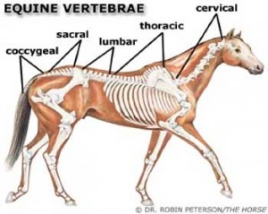 equine-vertebrae