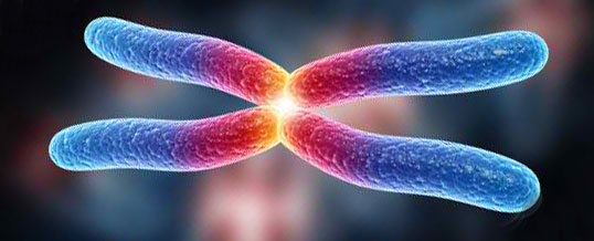 telomere-chromosome
