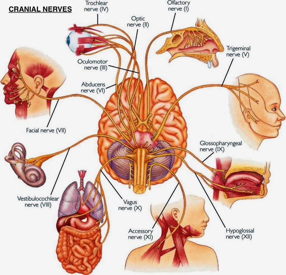 cranial nerves organs new