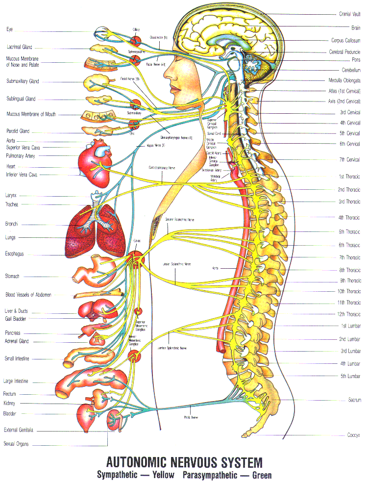 Your Spine And Spinal Cord And Your Autonomic Nervous